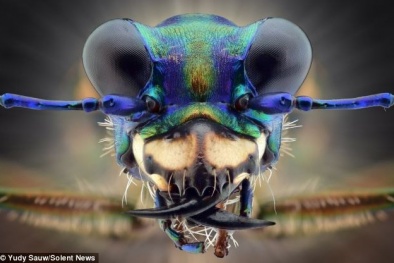 Cận cảnh bộ mặt côn trùng